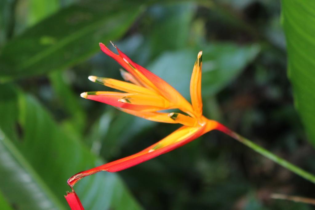 K'Erenda Homet Reserva Natural Puerto Maldonado Exterior foto